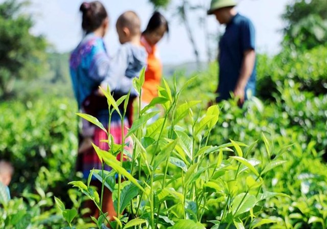 Hành trình thay đổi từ cây chè ở xã Bản Lầu sau sáp nhập