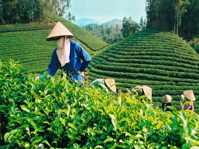 Thời kỳ khó khăn của thị trường quốc tế: Liệu ngành chè Việt có thể vượt sóng?